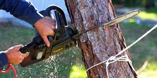 Anahuac, TX Tree Services Company