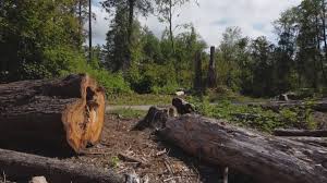 Best Firewood Processing and Delivery  in Anahuac, TX