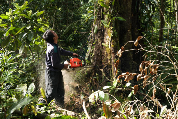 Best Emergency Tree Removal  in Anahuac, TX