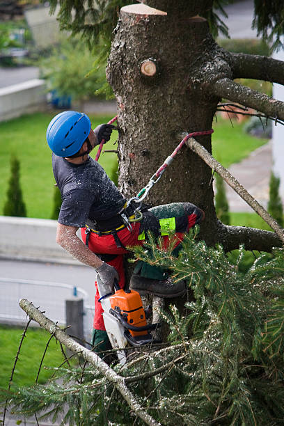  Anahuac, TX Tree Services Pros